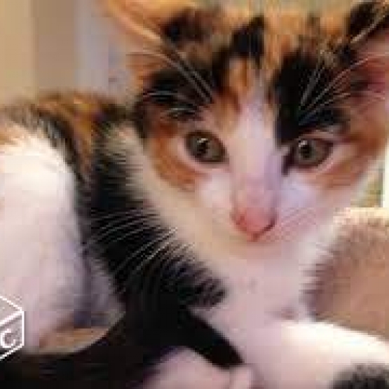 Image pour l'annonce Cherche don chaton  femelle tricolore