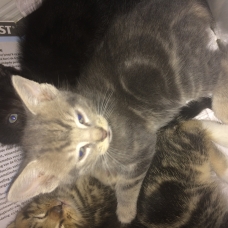 Image pour l'annonce 4 chatons cherchent propriétaires