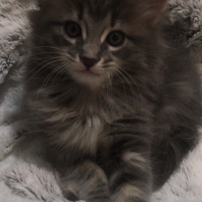Image pour l'annonce Vends chatons type Mainecoon