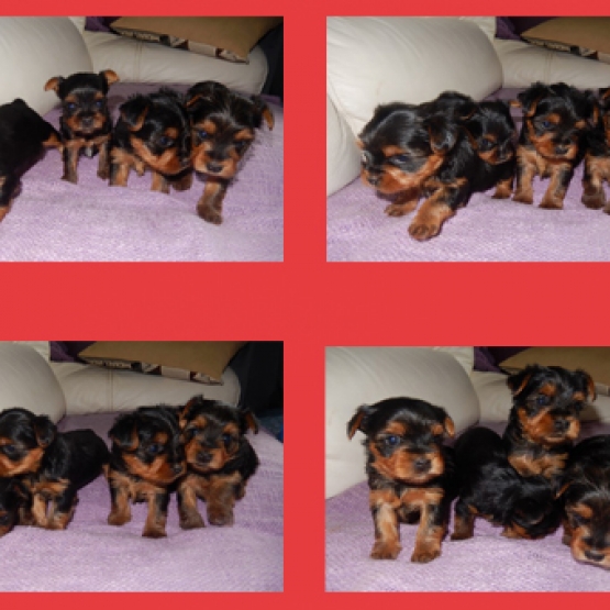 Image pour l'annonce A réserver chiot Yorkshire Terrier Femelle LOF