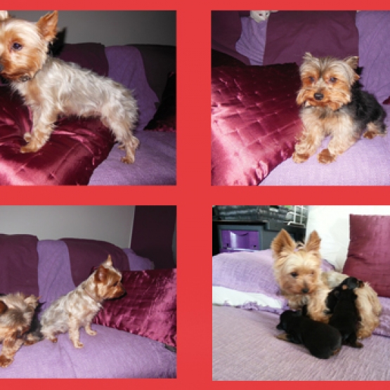 Image pour l'annonce A réserver chiot Yorkshire Terrier Femelle LOF