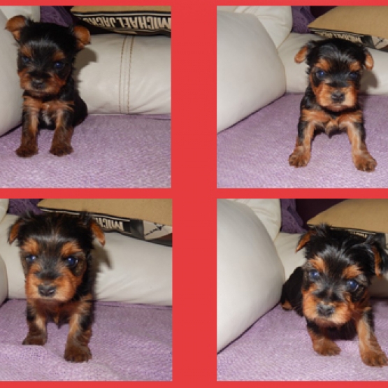 Image pour l'annonce A réserver chiot Yorkshire Terrier Femelle LOF