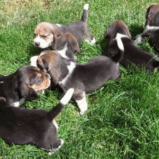 Image pour l'annonce vends 4chiots beagle inscrits au lof