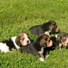 Image pour l'annonce vends 4chiots beagle inscrits au lof