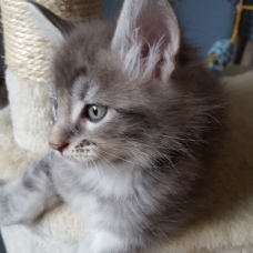 Image pour l'annonce aq reserver chatons maine coon LOOF