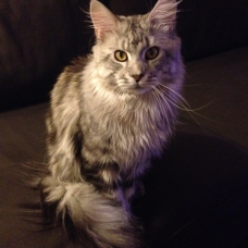 Image pour l'annonce aq reserver chatons maine coon LOOF