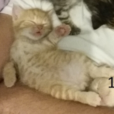 Image pour l'annonce donne 5 chatons de 2 mois