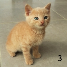 Image pour l'annonce donne 5 chatons de 2 mois