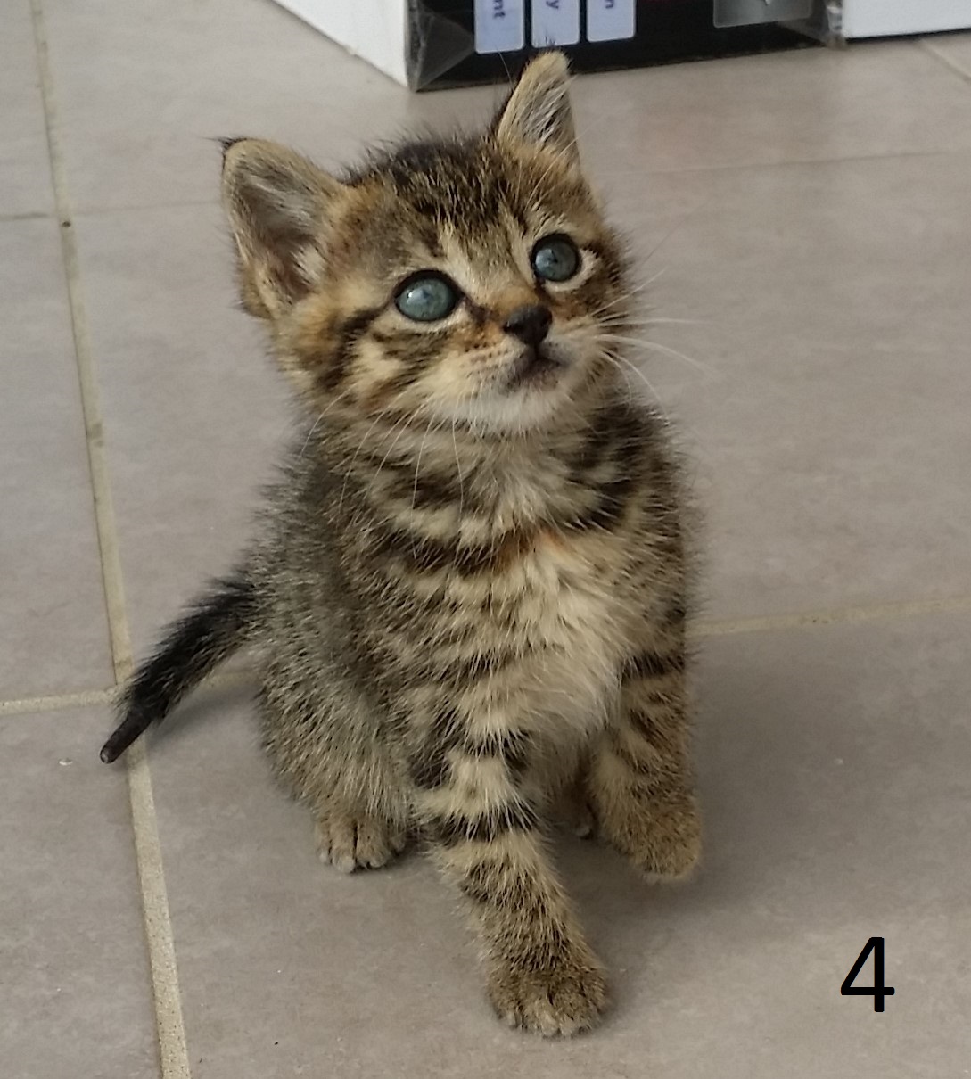 donne 5 chatons de 2 mois PyrénéesOrientales (66) GRATUIT sur