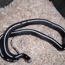 Image pour l'annonce Serpent Roi de Californie et terrarium