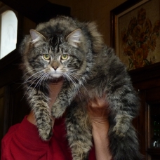 Image pour l'annonce Vds chatons sibériens loof