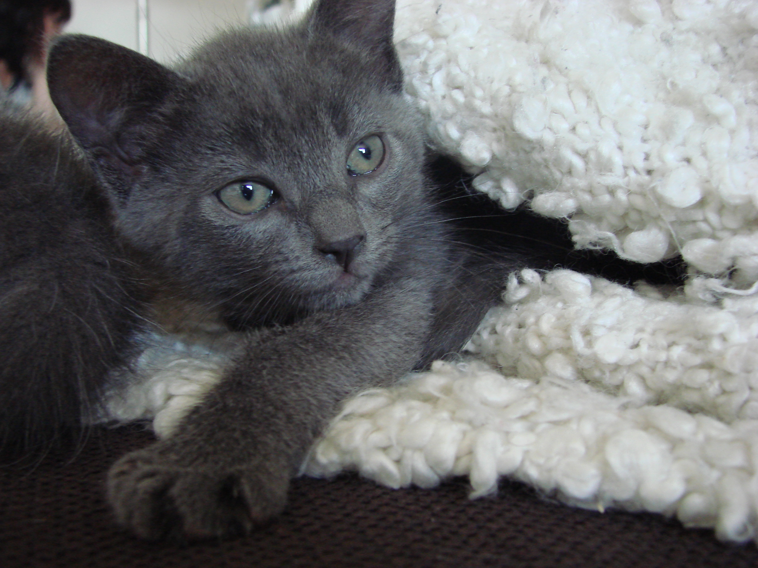 Chat gratuit 37