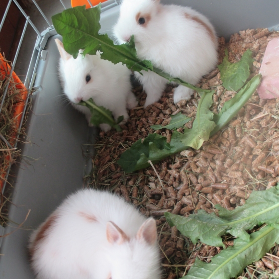 Image pour l'annonce 3 petits lapins blancs à donner