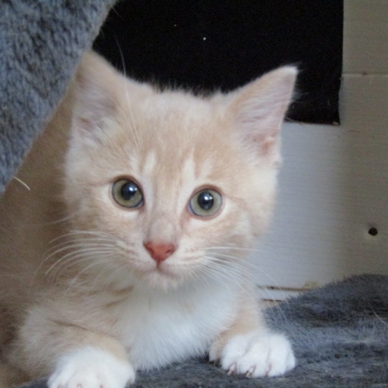 Image pour l'annonce Merlin, adorable chaton à adopter