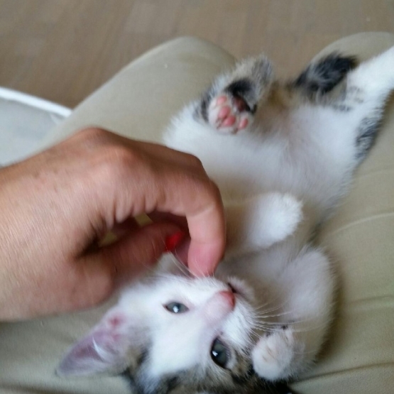 Image pour l'annonce Mamour, chaton de 2 mois à adopter