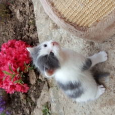 Image pour l'annonce donne chaton type angora gris et blanc