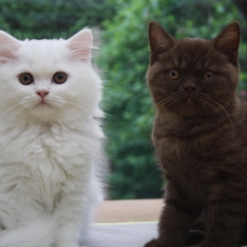 Image pour l'annonce vends chatons scottish