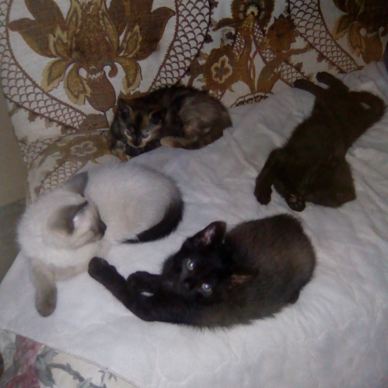 Image pour l'annonce Donne chatons 3 mâles et une femelle