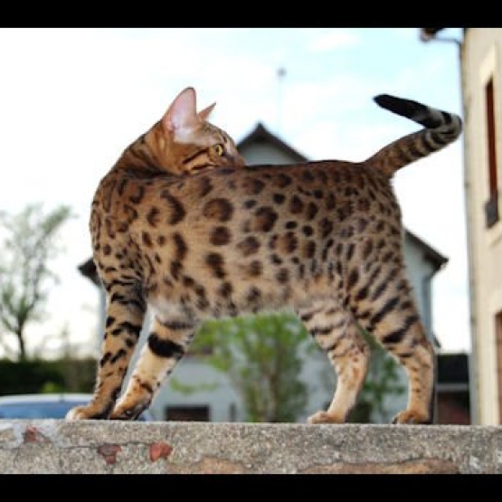 Image pour l'annonce Chatons type Bengal