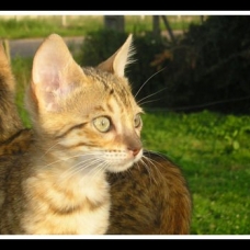 Image pour l'annonce Chatons type Bengal