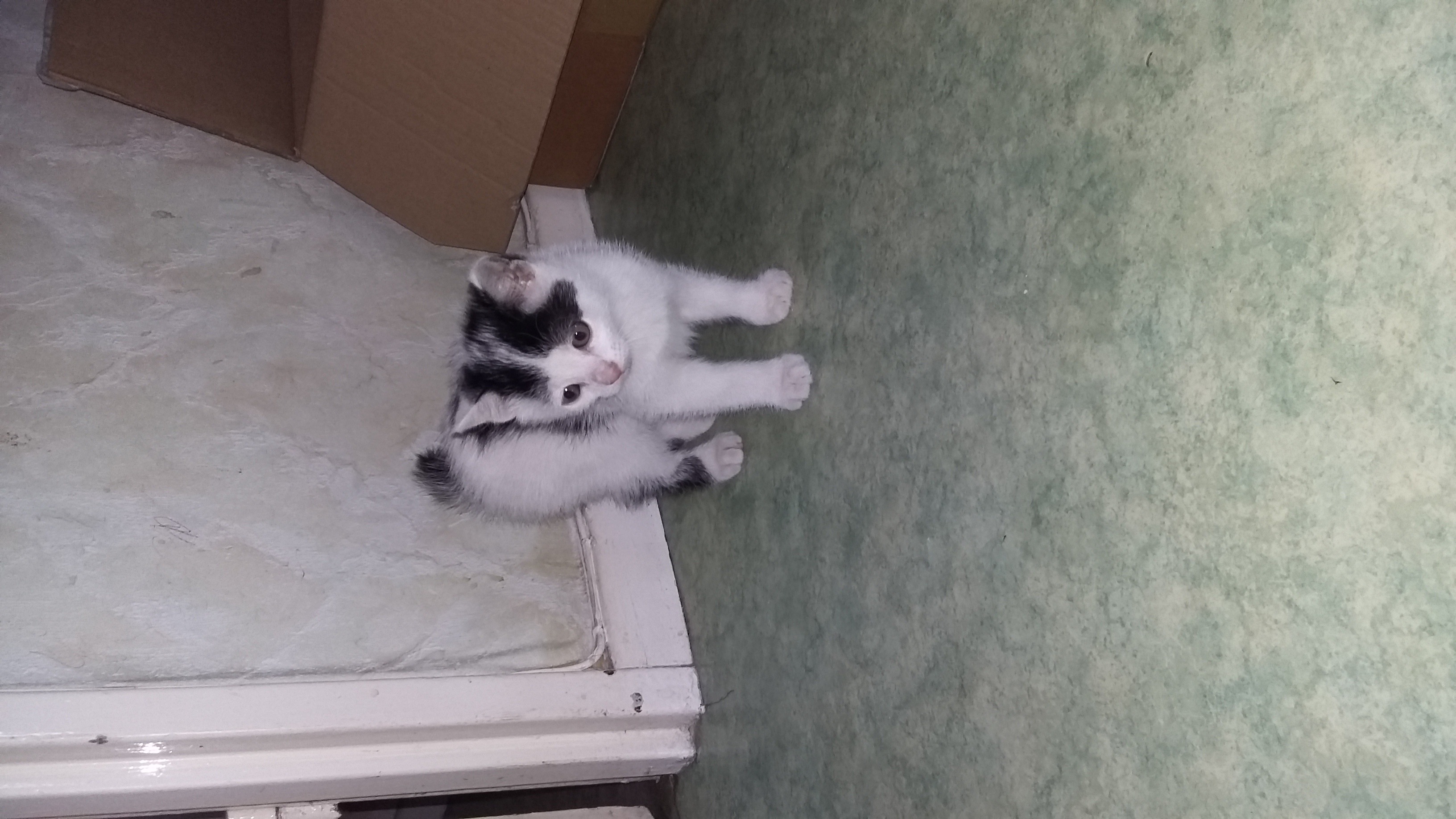 vends chaton BasRhin (67) sur