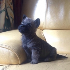 Image pour l'annonce Chiots Cairn Terrier à vendre