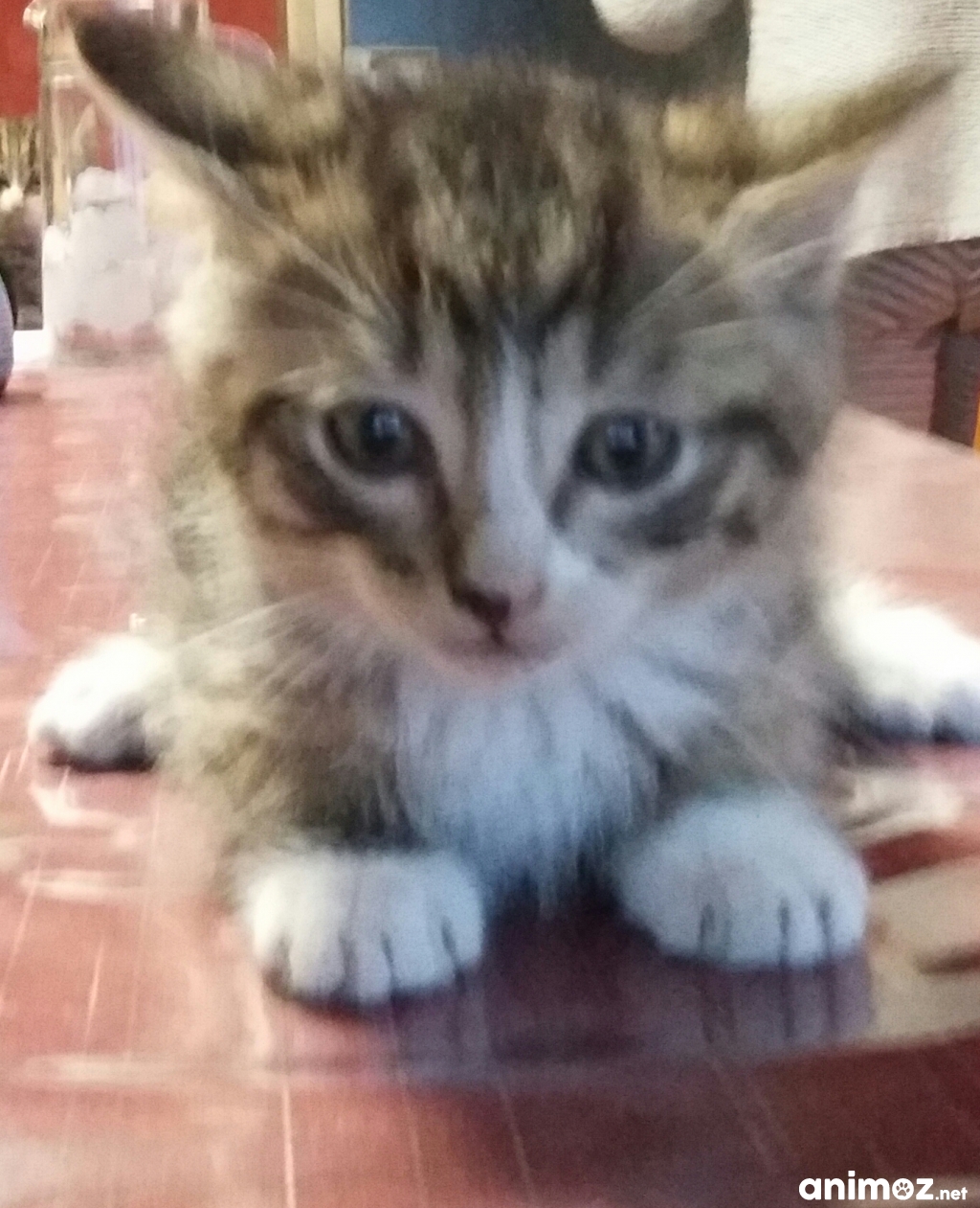 chat meurthe et moselle