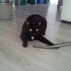 Image pour l'annonce Donne Calie chatte noir