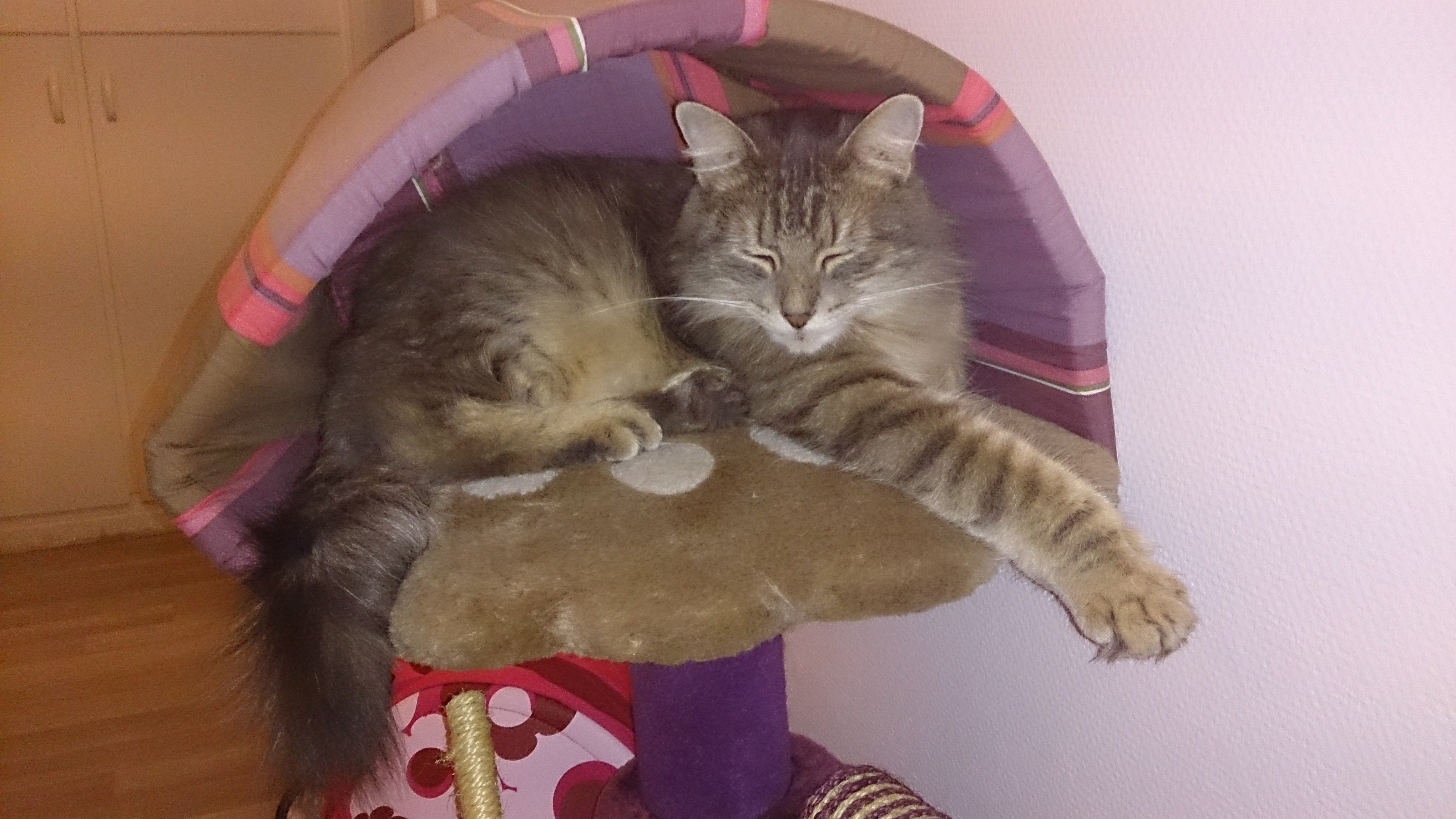 Chat 974 gratuit sans inscription