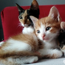 Image pour l'annonce Chatons à adopter