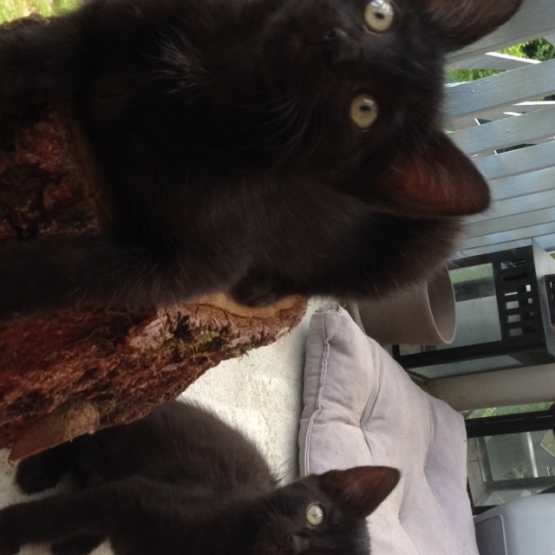 Image pour l'annonce Donne trois chatons noir de 2 mois et demi