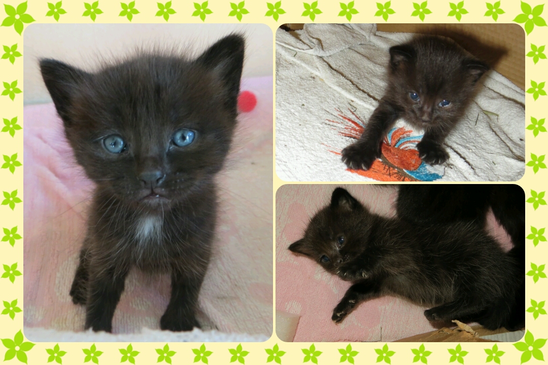 3 chatons croisés Maine CoonEuropéen à réserver Indre (36) sur