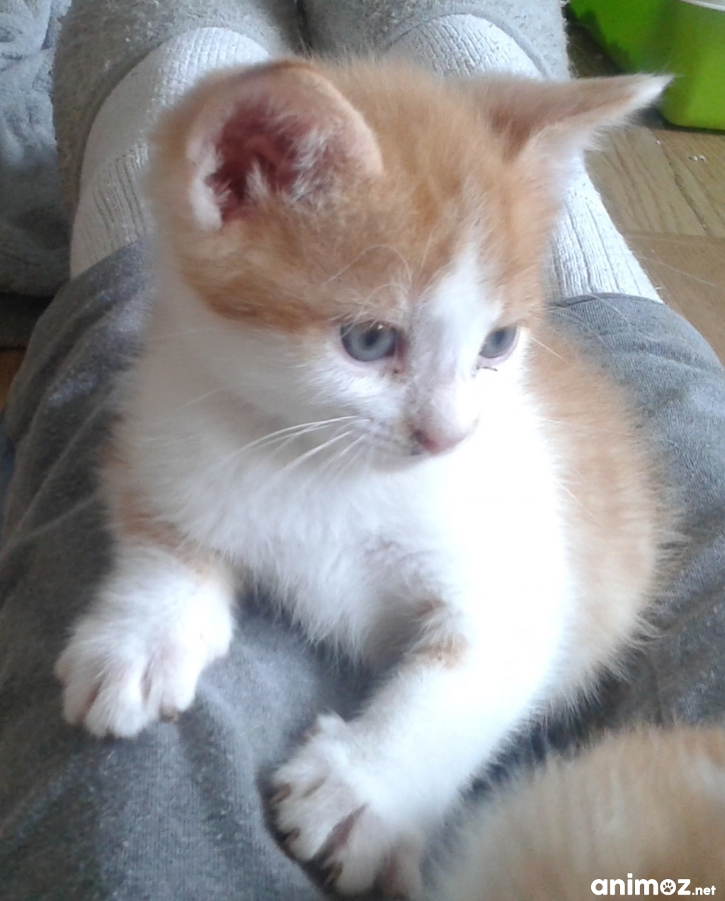 Chatons mâles et femelle à adopter SeineetMarne (77) GRATUIT sur