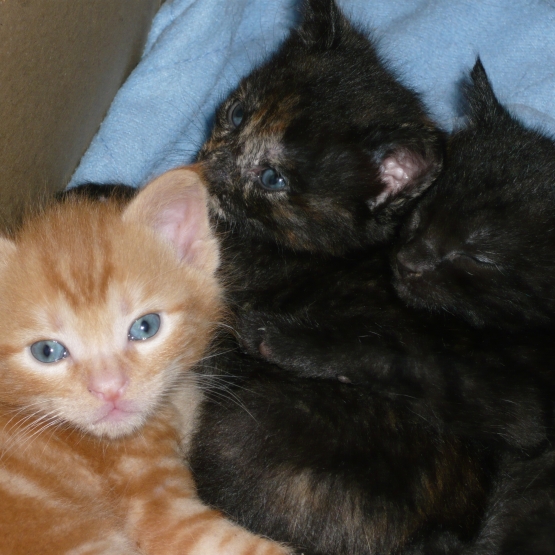 Image pour l'annonce Donne 3 adorables chatons