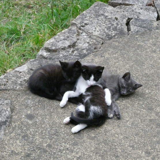 Image pour l'annonce Donne adorables chatons
