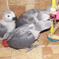 Image pour l'annonce Jeunes perroquet gris du gabon