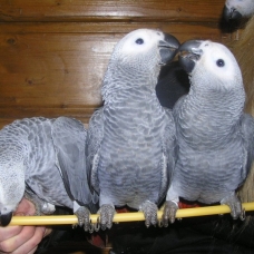 Image pour l'annonce Jeunes perroquet gris du gabon
