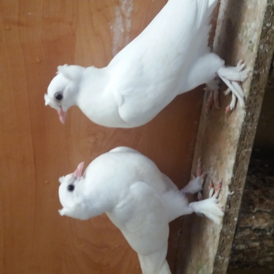 Image pour l'annonce Pigeons takla blanc