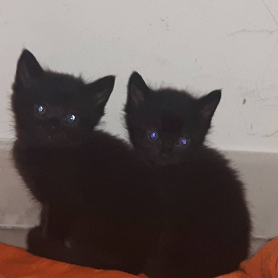 Image pour l'annonce Donne 3 chatons noirs