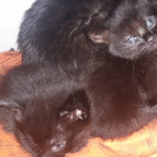 Image pour l'annonce Donne 3 chatons noirs