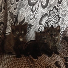 Image pour l'annonce donne adorables chatons 1 mâle et 2 femelles