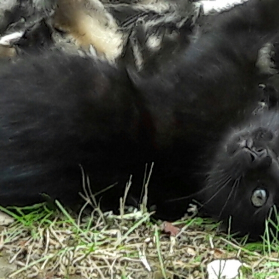Image pour l'annonce Donne chaton femelle noir