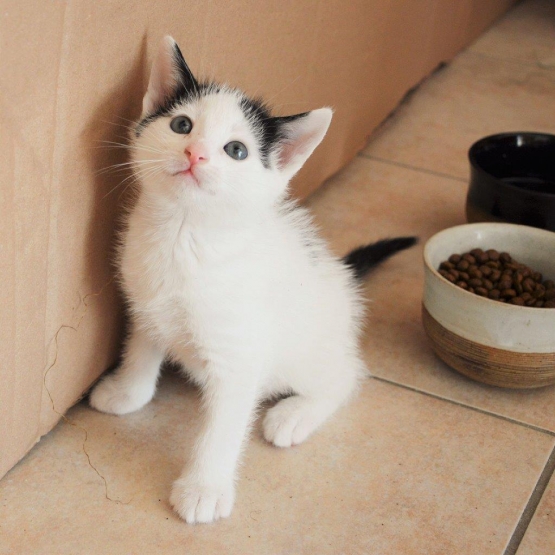 Image pour l'annonce Donne petit chaton mâle noir et blanc