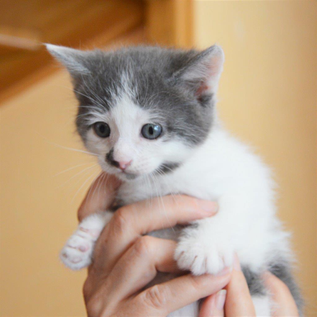 Donne chaton gris et blanc Morbihan (56) GRATUIT sur