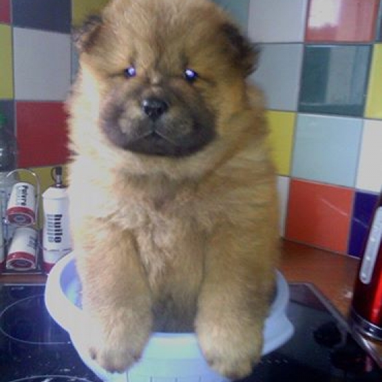 Image pour l'annonce chiot type chow chow