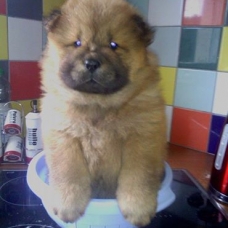 Image pour l'annonce chiot type chow chow