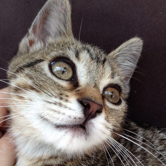 Image pour l'annonce Mistinguette superbe chatonne tigrée de 3 mois recherche adoptants sérieux et aimants