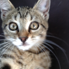 Image pour l'annonce Mistinguette superbe chatonne tigrée de 3 mois recherche adoptants sérieux et aimants