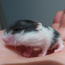 Image pour l'annonce Bébés hamsters à adopter
