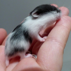 Image pour l'annonce Bébés hamsters à adopter